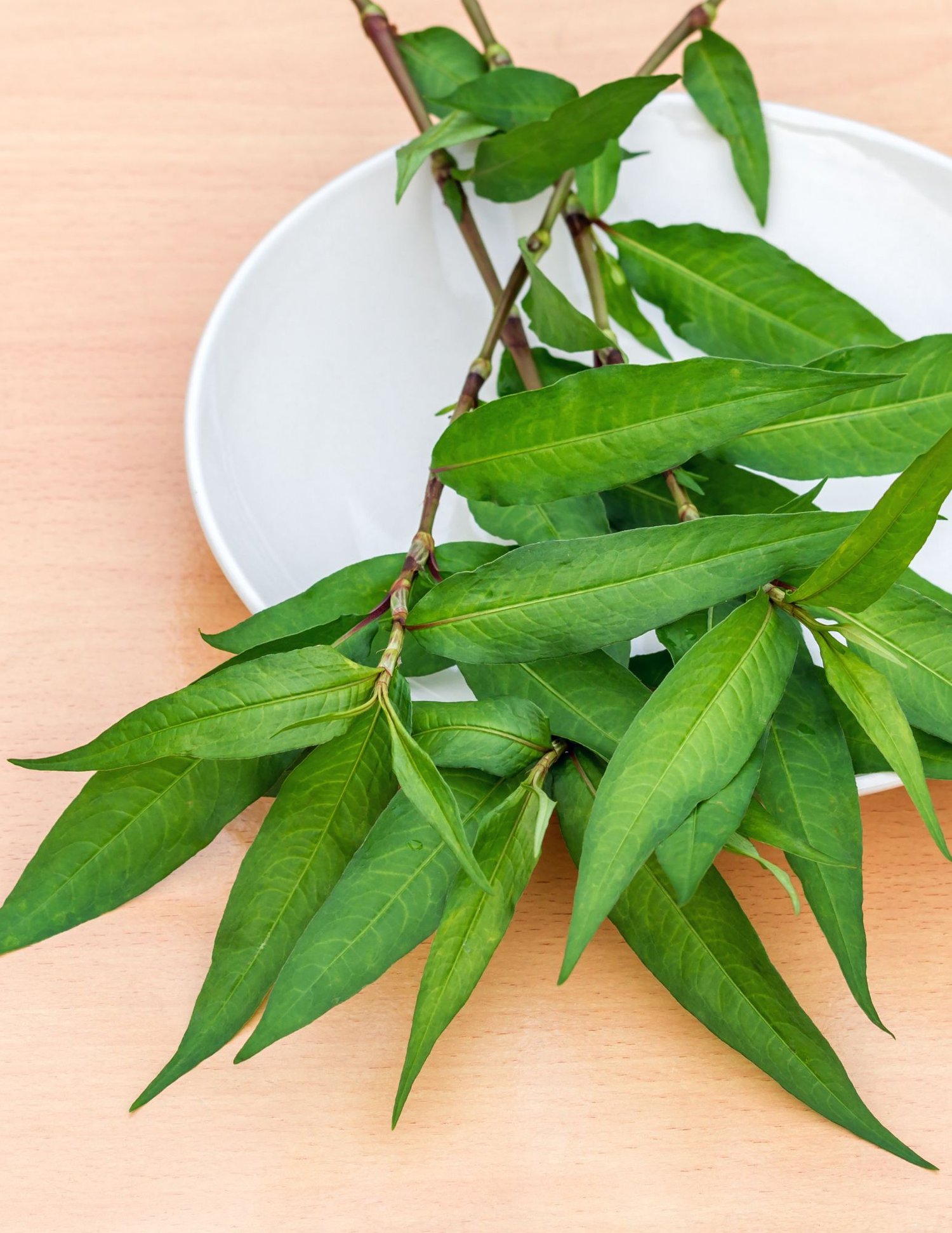 Thick-Leaved Vietnamese Coriander Gallery 2