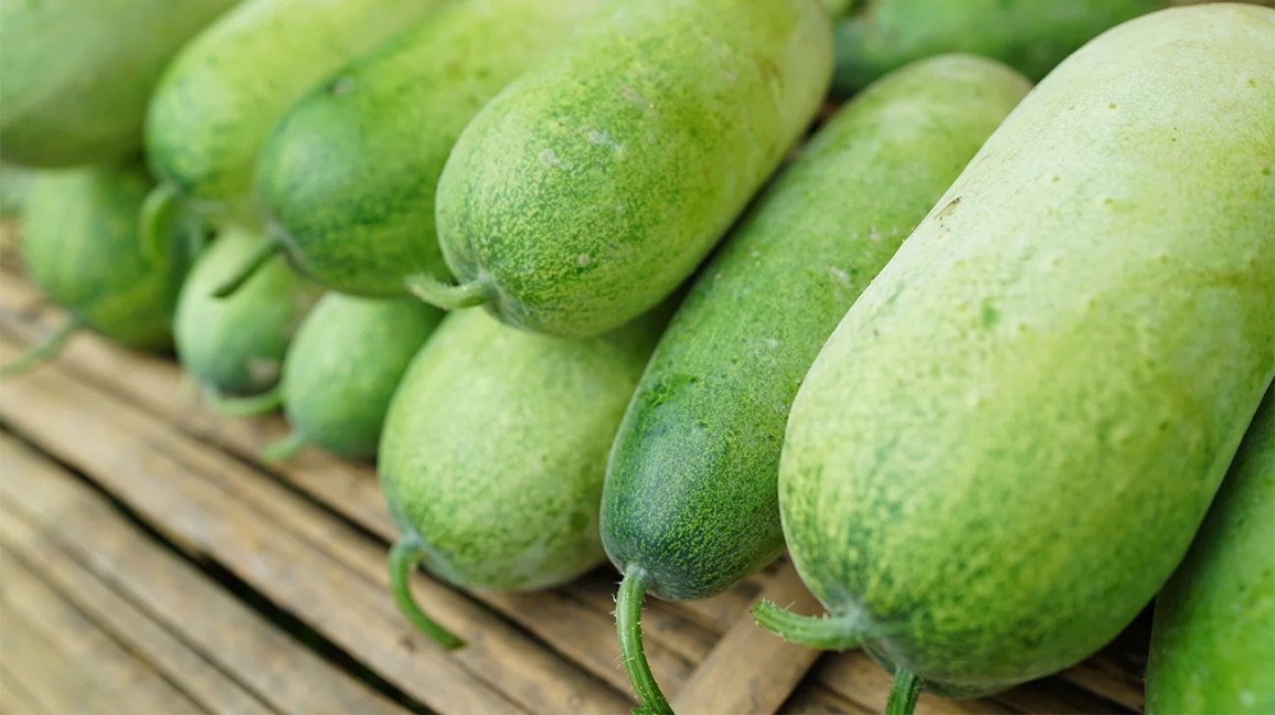 Winter Melon: A Comprehensive Guide Gallery 2