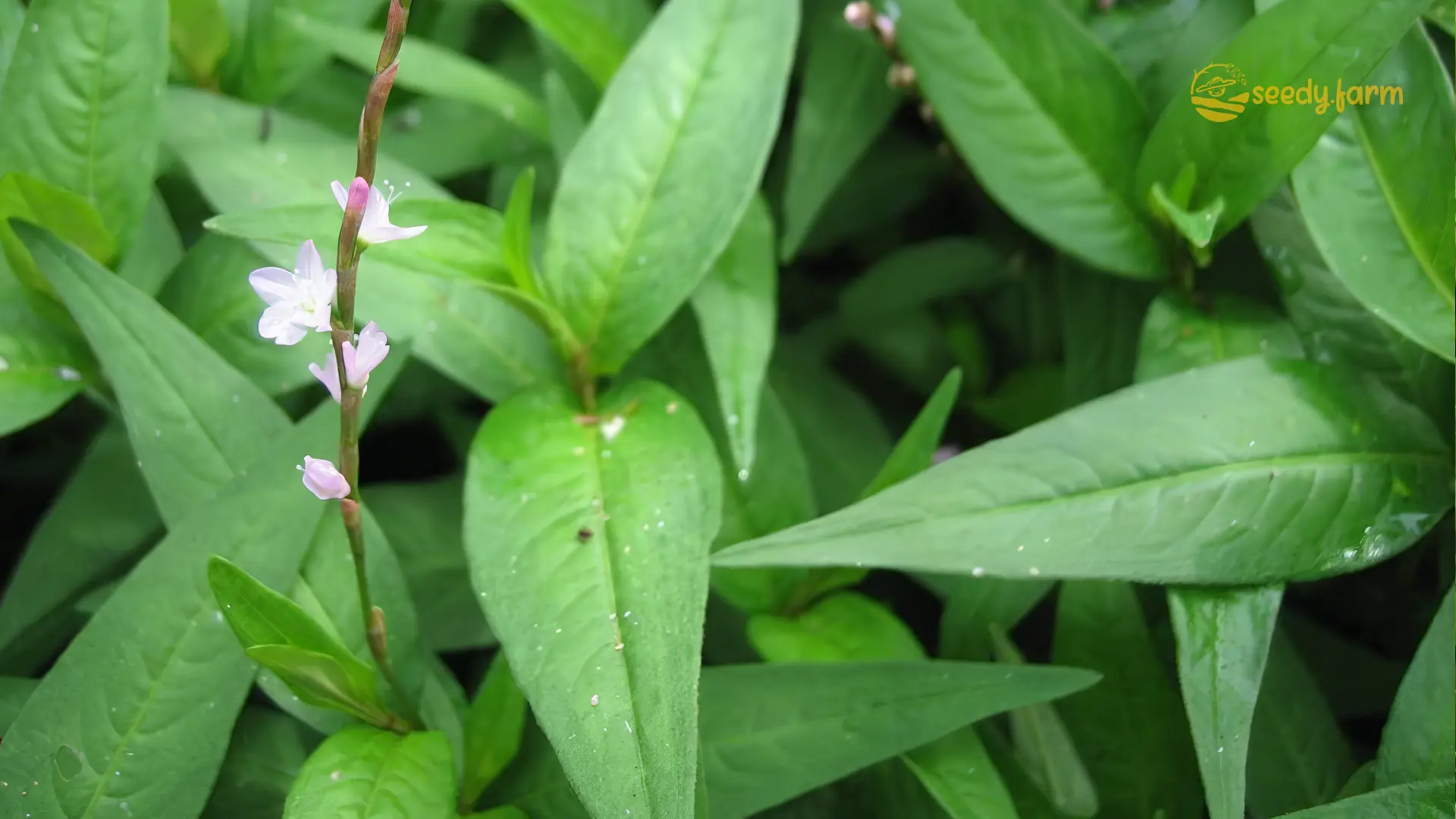 Thick-Leaved Vietnamese Coriander Gallery 1