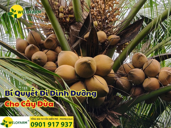 Kim Hân Channel - Thủ Thuật Làm Cho Thân Cây Dừa Cứng Hơn Gallery 1
