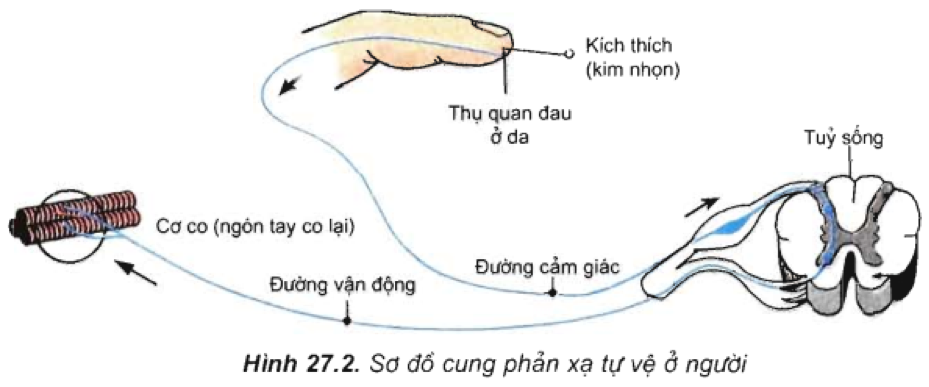 Cung phản xạ diễn ra theo trật tự nào?
