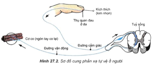 Cung phản xạ diễn ra theo trật tự nào? Gallery 2