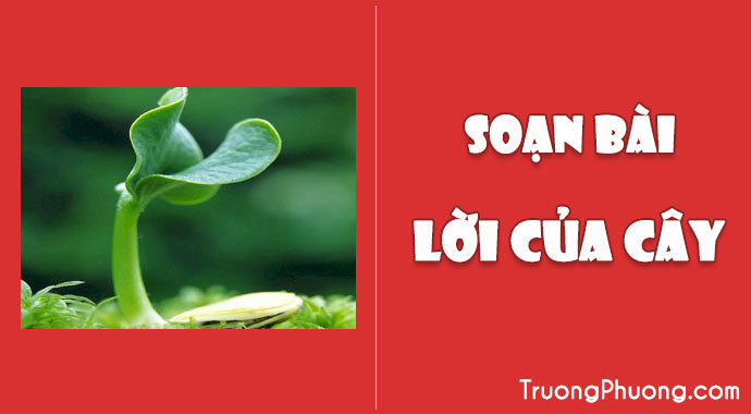 Lời của cây lớp 7 Gallery 1