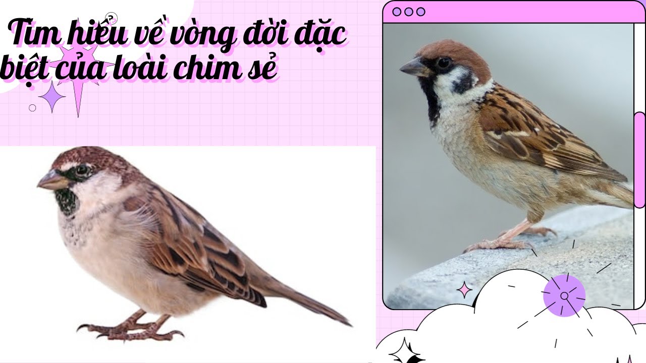 Truyện Sẻ: Những câu chuyện cảm động về loài chim nhỏ bé Gallery 1