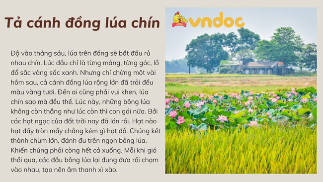 Tả cánh đồng lúa chín quê em lớp 5 Gallery 2