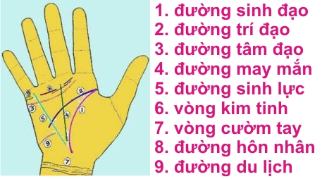 Cườm Tay Là Vị Trí Nào?