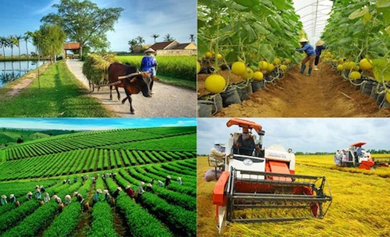 Ý nghĩa chủ yếu của việc hình thành vùng chuyên canh cây công nghiệp lâu năm ở Bắc Trung Bộ Gallery 2