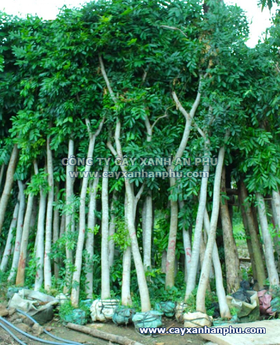 Cây Xà Cừ 10 Năm Tuổi Gallery 1
