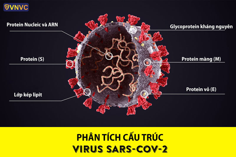 Điều nào sau đây sai khi nói về các đặc điểm của virus? Gallery 1