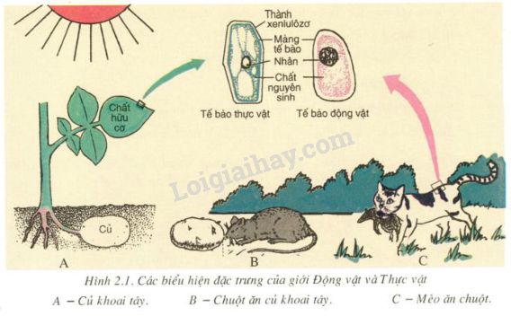 Con Vật Là Gì? Thế Giới Động Vật Đa Dạng Gallery 2
