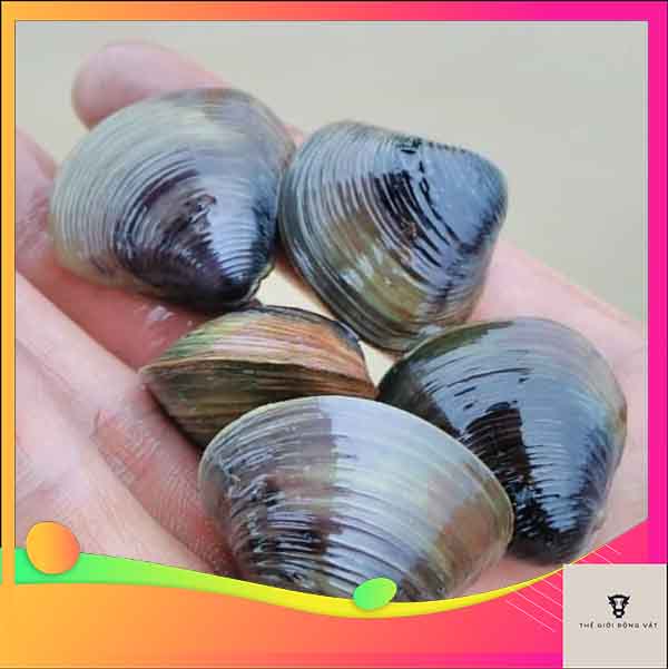 Hến ở sông hay biển? Gallery 2