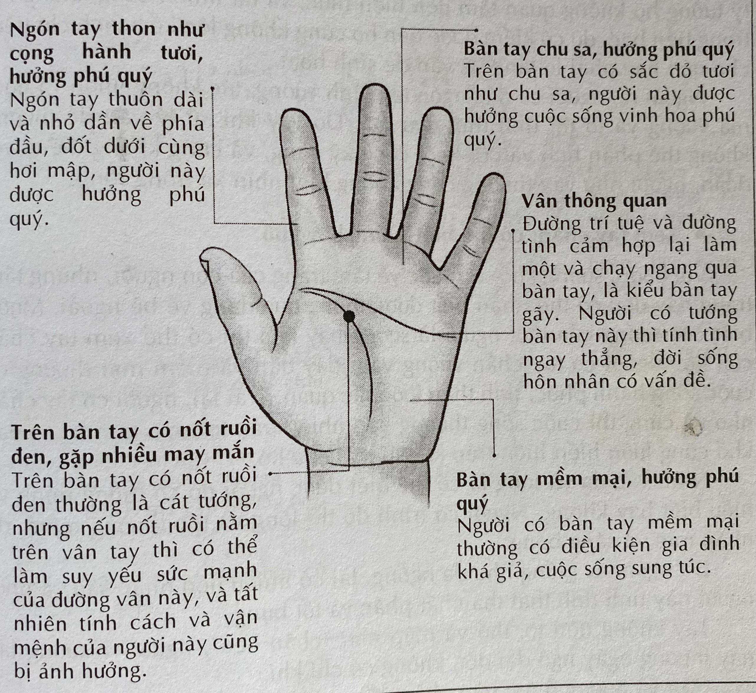 Bàn Tay Số Sướng Là Gì? Ý Nghĩa Và Cách Nhận Biết Gallery 1