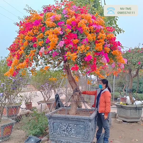 Bông Giấy Ngũ Sắc: Đặc điểm, cách trồng và chăm sóc Gallery 1