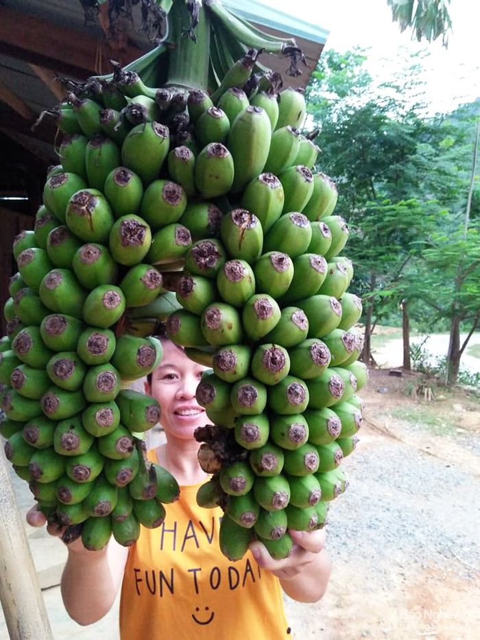 Buồng Chuối Là Gì? Gallery 1