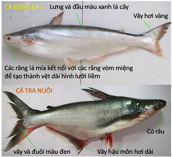 Cá Bông Lau Là Cá Gì? Gallery 1