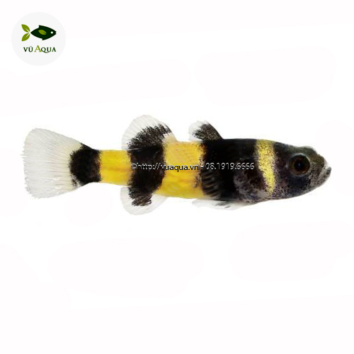Cá Bống Mắt Tre Gallery 1