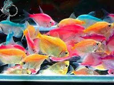 Cá Cánh Buồm Ngũ Sắc Gallery 1