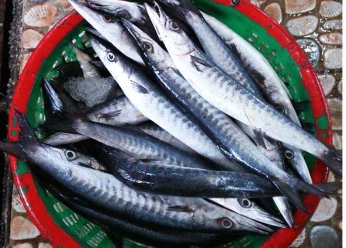 Cá Dài Mỏ Nhọn: Đặc Điểm, Môi Trường Sống Và Sự Thú Vị Gallery 1