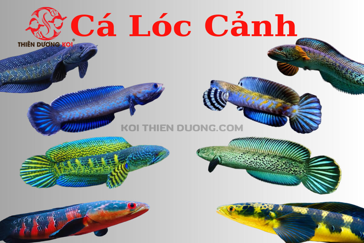 Cá Lóc Bông Cảnh: Hướng Dẫn Nuôi Và Chăm Sóc Gallery 1