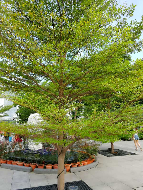 Cây Bàng Hàn Quốc Gallery 1