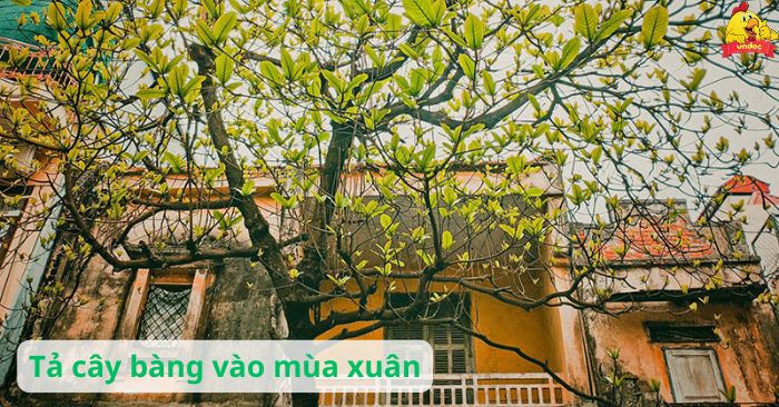 Cây Bàng Vào Mùa Xuân Gallery 2