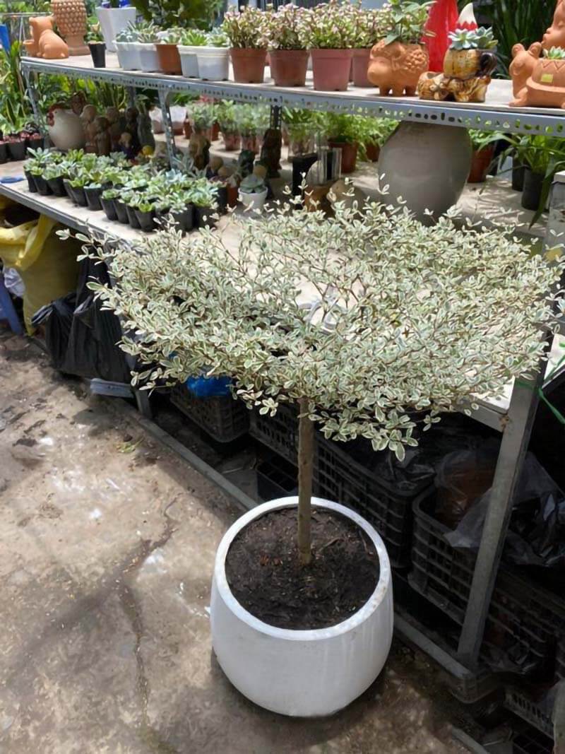 Cây Bàng Nhật Bản Gallery 1