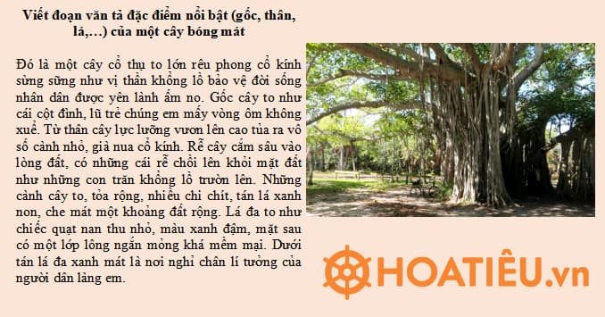 Đặc điểm của một loài cây mà em biết (Lớp 1) Gallery 1