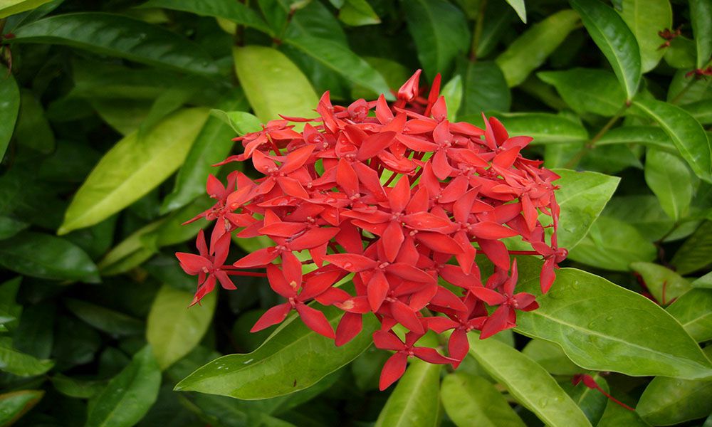 Cây Bông Trang Lá Nhỏ Gallery 1