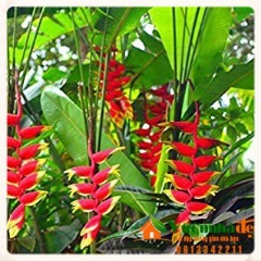 Cây Chuối Mỏ Phượng: Đặc Điểm, Cách Trồng Và Chăm Sóc Gallery 1