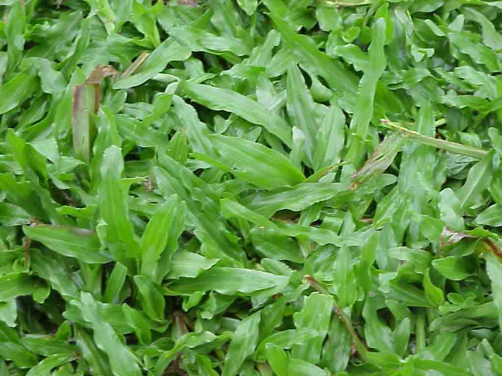 Cây Cọ Lá Tre: Đặc Điểm, Công Dụng và Cách Trồng Gallery 1