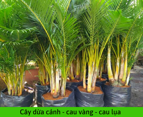 Cây Dừa Nước Cảnh: Làm Sao Để Chọn Và Chăm Sóc? Gallery 1