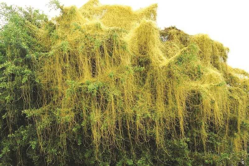 Cây Dây Tơ Hồng Gallery 1