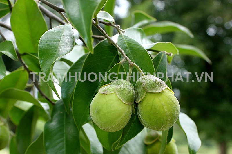 Mộc Hương Là Cây Gì? Gallery 1