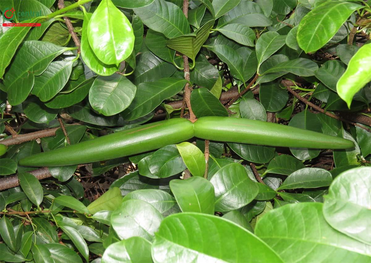 Cây Gai Sừng Trâu: Tác dụng, công dụng và cách sử dụng Gallery 1