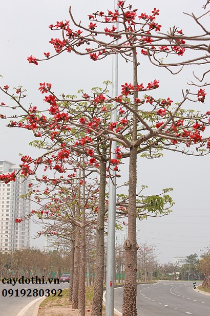 Cây Gạo Là Cây Gì? Gallery 1