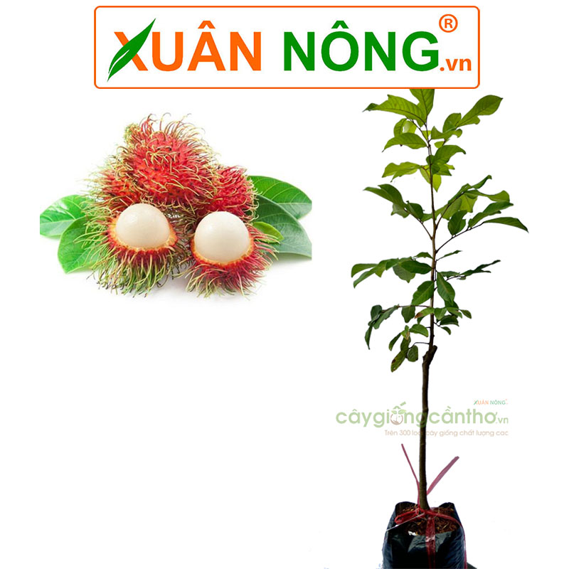 Cây Giống Chôm Chôm Thái Gallery 1