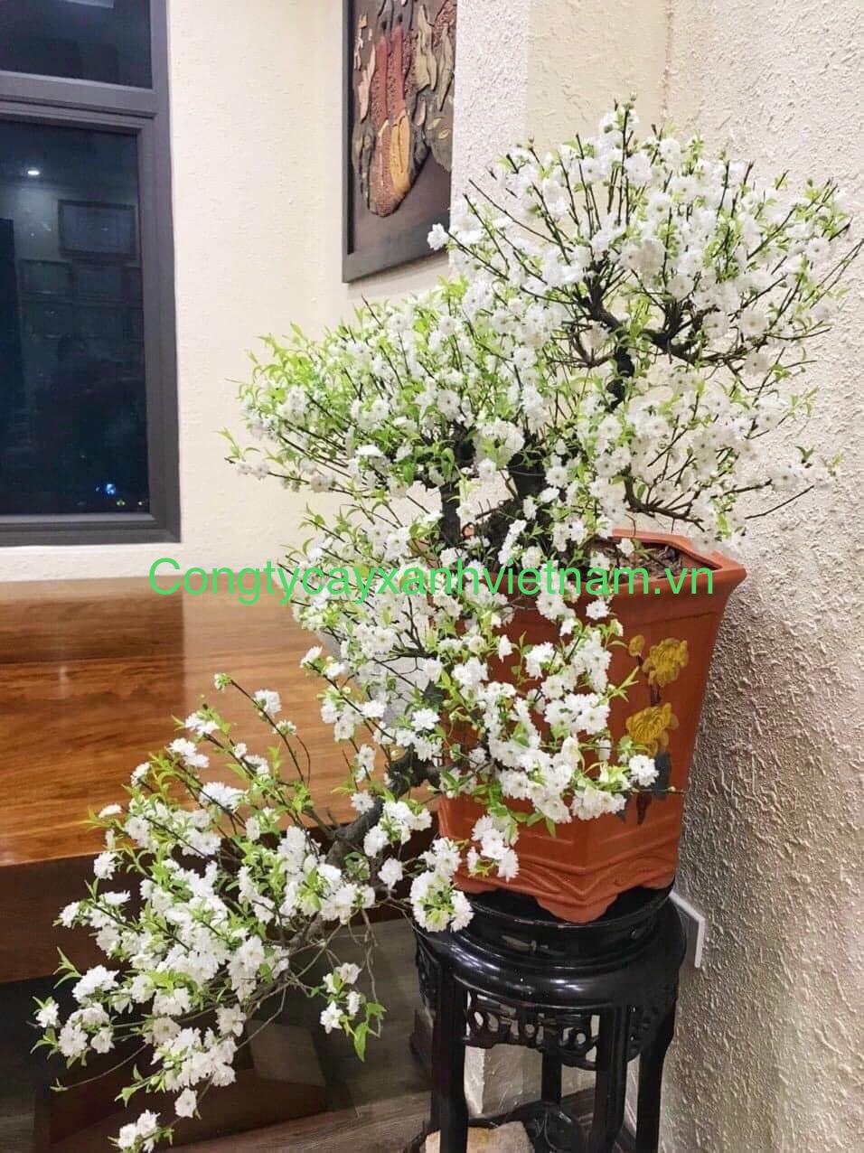 Cây Giống Nhất Chi Mai Gallery 1