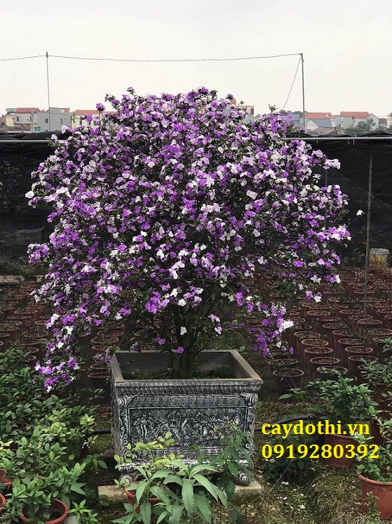 Hoa Nhài Nhật - Đặc điểm, cách trồng và chăm sóc Gallery 1