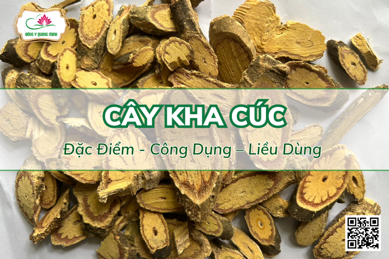 Cây Kha Cúc Là Cây Gì? Gallery 1