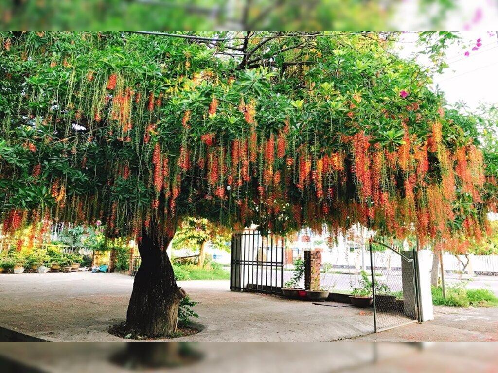 Cây Lộc Vừng Lá Đỏ: Đặc điểm, ý nghĩa và cách chăm sóc Gallery 1