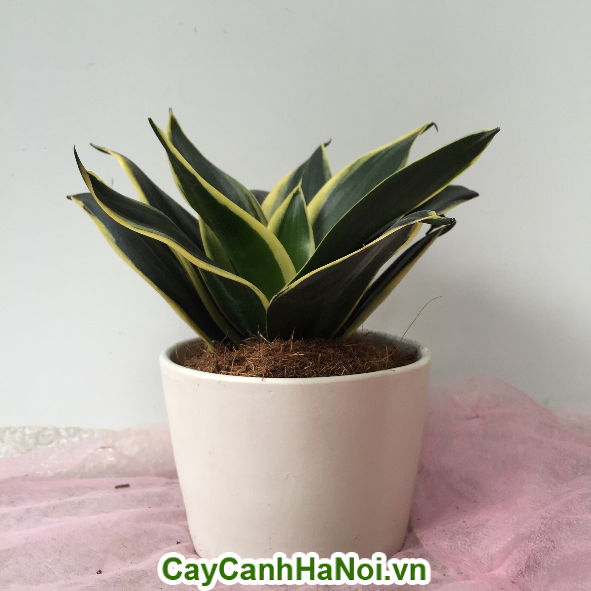 Bông Cây Lưỡi Hổ: Đặc Điểm, Công Dụng và Cách Chăm Sóc Gallery 1