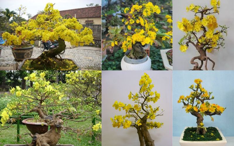 Cây Mai Dáng Bay: Đặc Điểm, Cách Chăm Sóc và Giá Trị Gallery 1