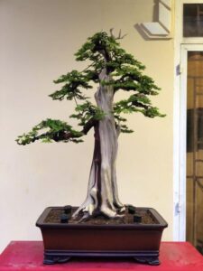 Cây Mai Dáng Trực Lắc - Uy Nghiêm Mà Uyển Chuyển Gallery 1
