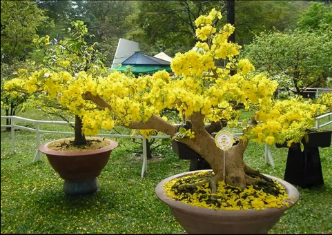 Cây Mai Rừng Miền Bắc Gallery 1