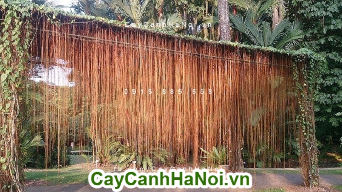 Mảnh dẻ là gì? Gallery 1