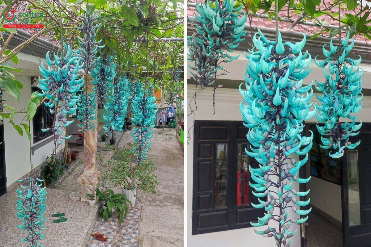 Cây Móng Cọp Xanh Gallery 1