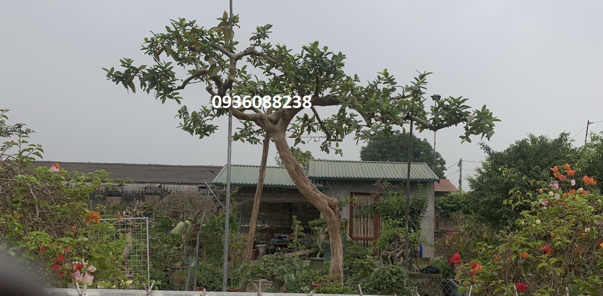 Cây Ổi Dáng Huyền: Giống Ổi Độc Đáo, Thu Hút Mọi Ánh Nhìn Gallery 1