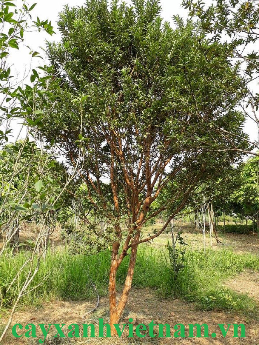 Cây Ổi Tàu Lá Nhỏ Gallery 1