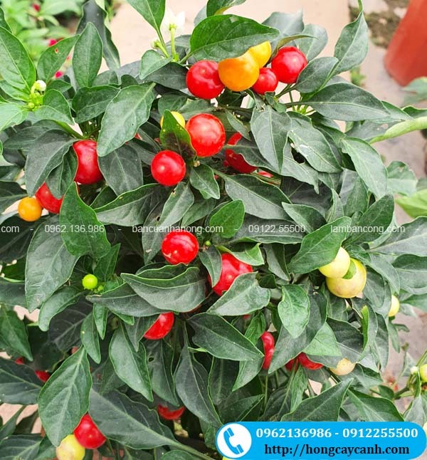 Cây Ớt Ngũ Sắc: Đặc Điểm, Công Dụng Và Cách Trồng Gallery 1