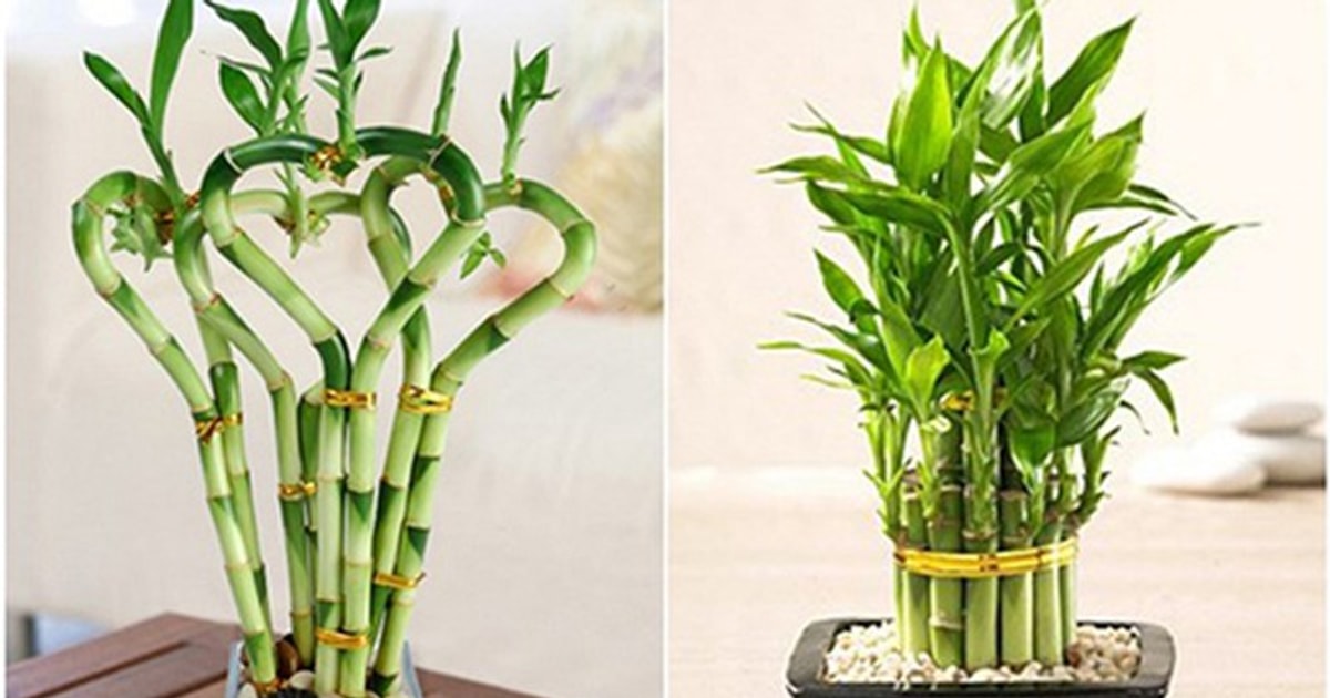 Cây Phất Dụ Mảnh: Đặc Điểm, Cách Trồng Và Chăm Sóc Gallery 1